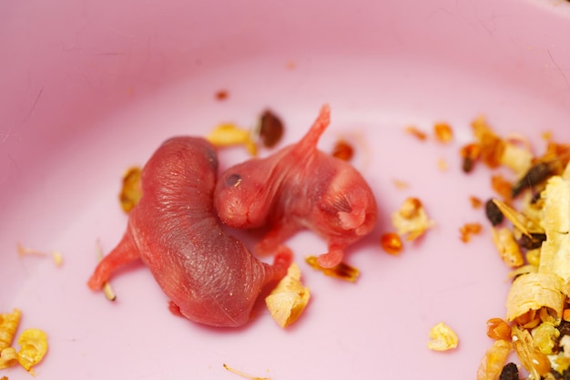 Czy polipy jelita grubego krwawią i kiedy powinno to niepokoić?