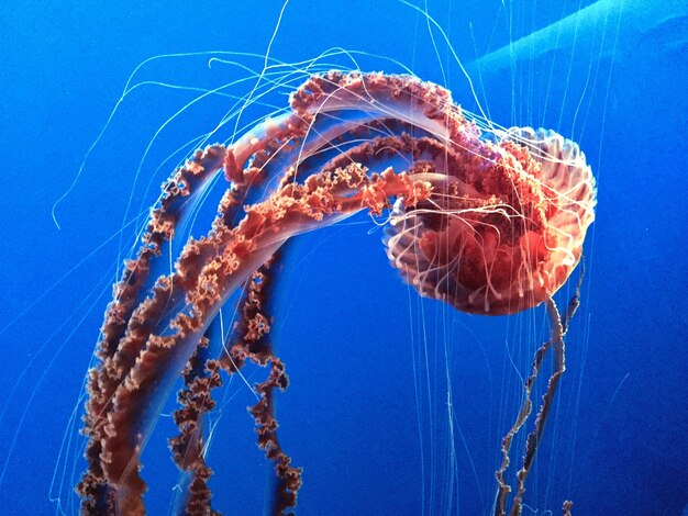 Polip wstępnicy co to znaczy i czy powinno niepokoić?