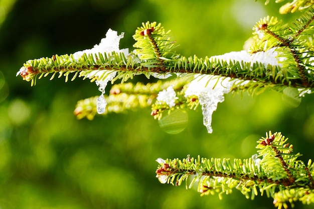 Świerzb ile trwa leczenie i kiedy można wrócić do normalności?