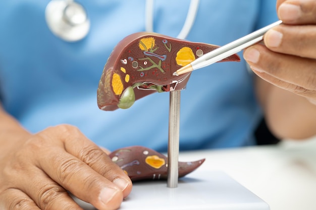 Stłuszczenie wątroby jak długo się leczy i co wpływa na czas terapii?